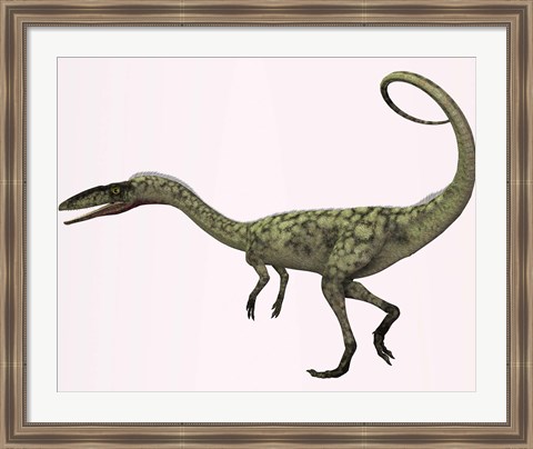 Framed Coelophysis bauri dinosaur from the Triassic Period Print