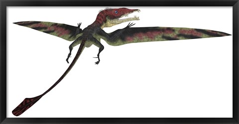 Framed Eudimorphodon was a pterosaur that lived during the Triassic Period Print