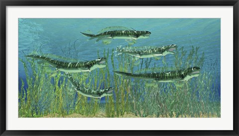 Framed Orthacanthus was a freshwater shark that thrived in the Devonian Period Print