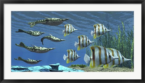 Framed Prehistoric Pteraspis jawless fish swimming with a group of Chelmon Butterflyfish Print