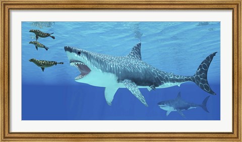 Framed Seals race to get away from a giant Megalodon shark Print