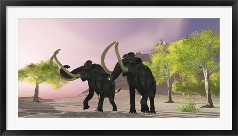 Framed Two Woolly Mammoths searching for better vegetation to eat Print