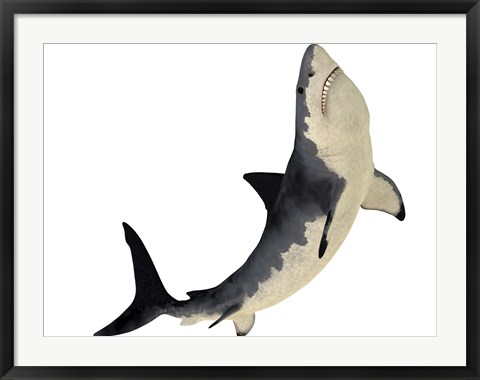 Framed Megalodon shark from the Cenozoic Era Print