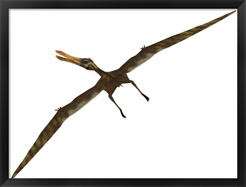 Framed Anhanguera was a fish-eating pterosaur from the Cretaceous era of Brazil Print