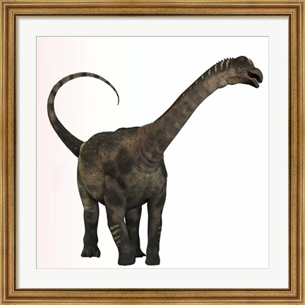 Framed Antarctosaurus dinosaur from the Cretaceous Period Print