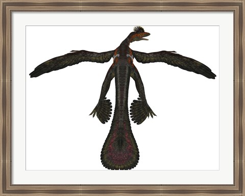 Framed Microraptor was a flying dinosaur that lived during the Cretaceous Period Print