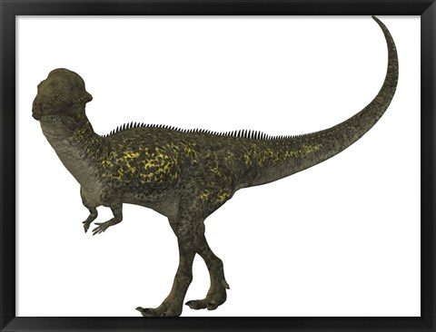 Framed Stegoceras was a herbivorous dinosaur that lived during the Cretaceous Period Print