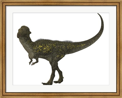 Framed Stegoceras was a herbivorous dinosaur that lived during the Cretaceous Period Print