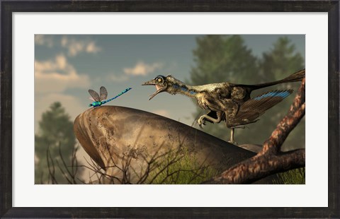 Framed Archaeopteryx stalks a dragonfly on a rock Print