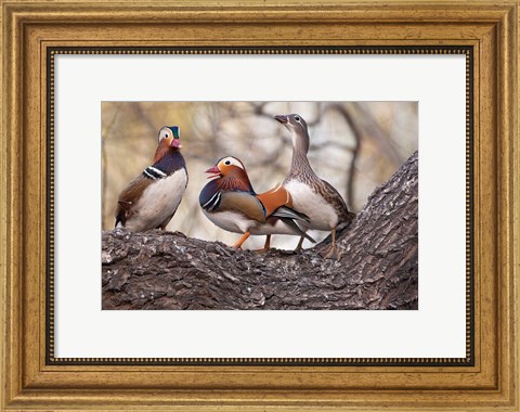 Framed Mandarin Ducks on a branch, Beijing, China Print