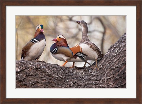 Framed Mandarin Ducks on a branch, Beijing, China Print