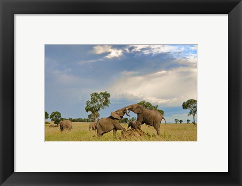 Framed Kenya, Maasai Mara National Park, Young elephants Print