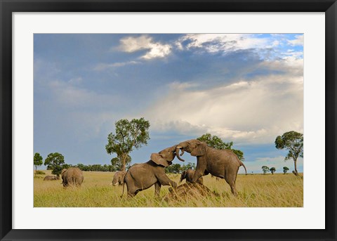 Framed Kenya, Maasai Mara National Park, Young elephants Print