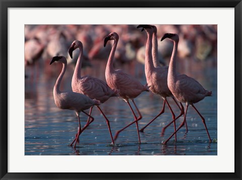 Framed Lesser Flamingoes, Lake Nakuru National Park, Kenya Print