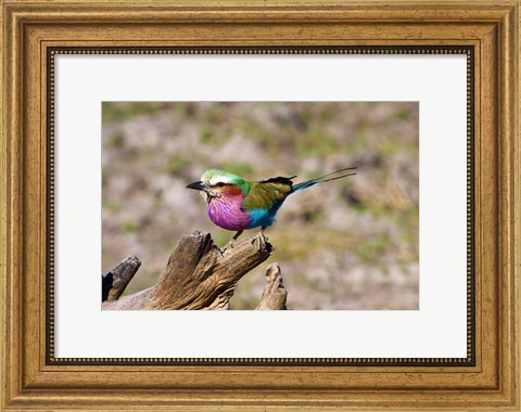 Framed Lilac Breasted Roller, Kruger National Park, South Africa Print