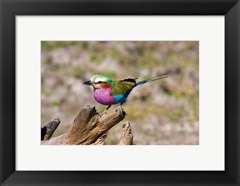 Framed Lilac Breasted Roller, Kruger National Park, South Africa Print