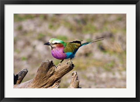 Framed Lilac Breasted Roller, Kruger National Park, South Africa Print