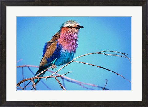 Framed Kenya, Masai Mara, Lilac-breasted roller bird Print