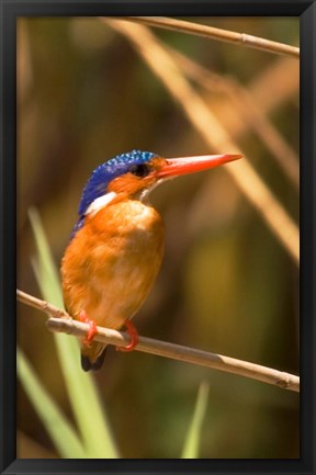 Framed Malawi, Liwonde NP, Malachite kingfisher bird on branch Print