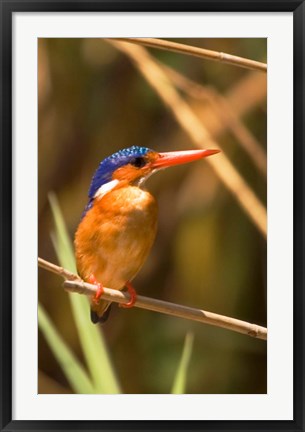 Framed Malawi, Liwonde NP, Malachite kingfisher bird on branch Print