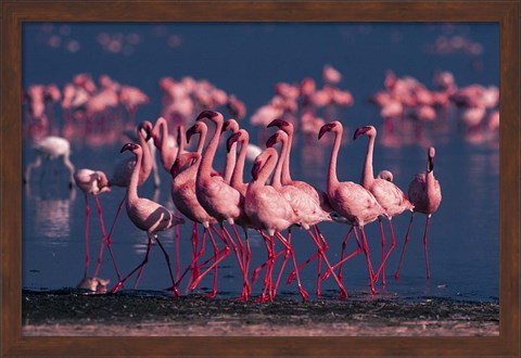 Framed Lesser Flamingo, Kenya Print