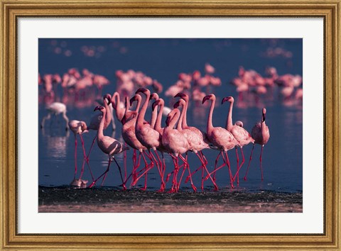 Framed Lesser Flamingo, Kenya Print