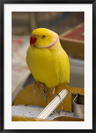 Framed Hong Kong. Bird Garden, parrot tropical bird Print