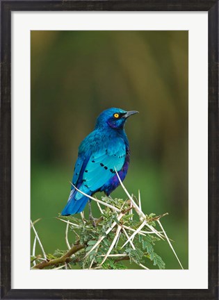 Framed Kenya, Lake Nakuru, Starling bird, thorny acacia tree Print