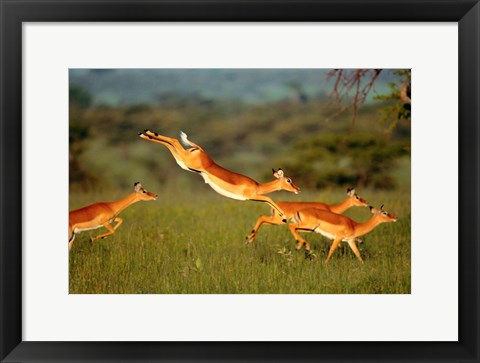 Framed Impala, Aepyceros melampus, Mara River, Kenya Print