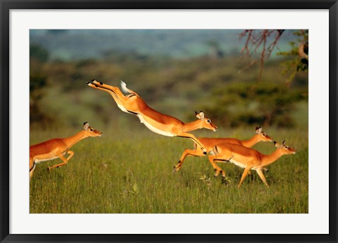 Framed Impala, Aepyceros melampus, Mara River, Kenya Print