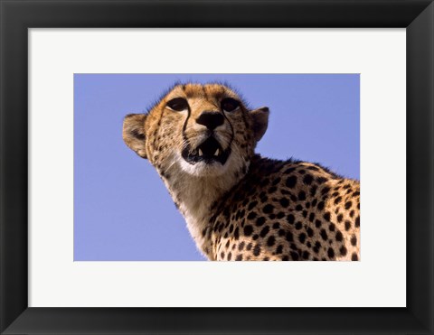 Framed Kenya, Masai Mara National Reserve. Female Cheetah Print