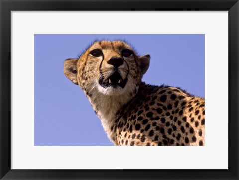 Framed Kenya, Masai Mara National Reserve. Female Cheetah Print