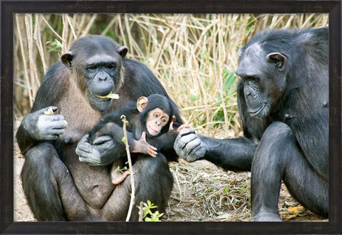 Framed Kenya, Chimpanzees at Sweetwaters Tented Camp Print