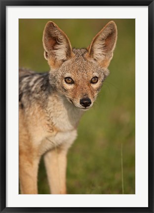 Framed Kenya, Masai Mara GR, Black-backed Jackal Print