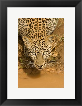 Framed Leopard at waterhole in Masai Mara GR, Kenya Print