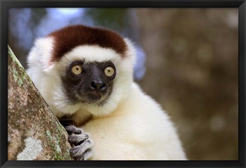 Framed Male Verreaux&#39;s Sifaka at the Nahampoana Reserve Print