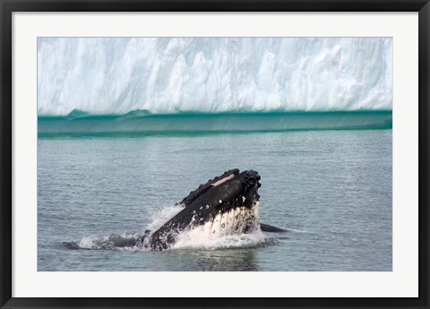 Framed Humpback whale, Antarctic Print