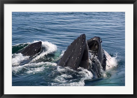 Framed Humpback whales feeding, western Antarctic Peninsula Print