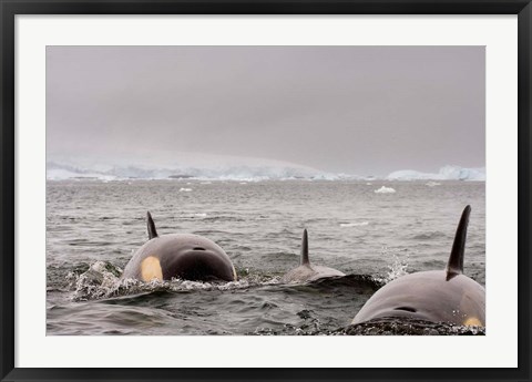 Framed Killer whales pod, western Antarctic Peninsula Print