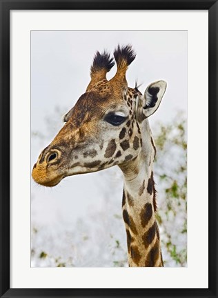 Framed Maasai Giraffe Feeding, Maasai Mara, Kenya Print