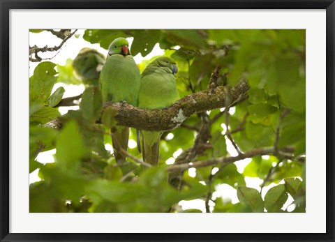 Framed Mauritius, Black River Gorges, Parakeet tropical bird Print