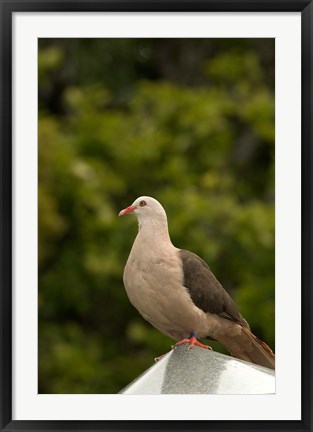 Framed Mauritius, Black River Gorges, Pink pigeon bird Print