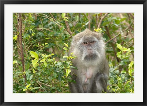 Framed Mauritius, Grand Bassin, Macaque monkey, Hindu site Print