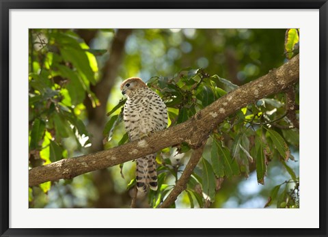 Framed Mauritius, Kestrel bird Print