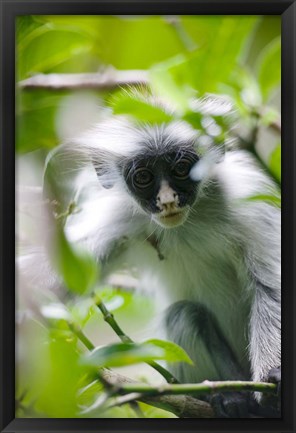 Framed Juvenile Kirk&#39;s Red Colobus Monkey, Jozani Forest, Chwaka Bay National Park, Zanzibar, Tanzania Print