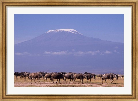 Framed Kenya: Amboseli NP, wildebeest wildlife, Mt Kilimanjaro Print