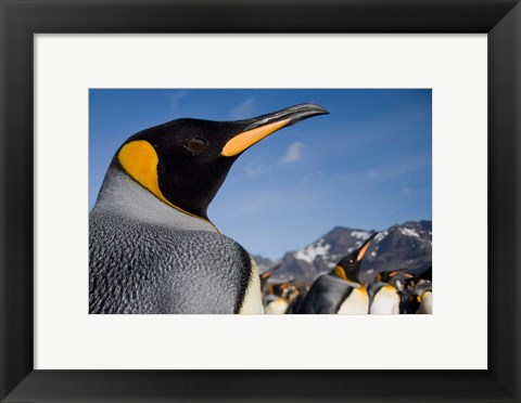 Framed King Penguins Along Shoreline in Massive Rookery, Saint Andrews Bay, South Georgia Island, Sub-Antarctica Print