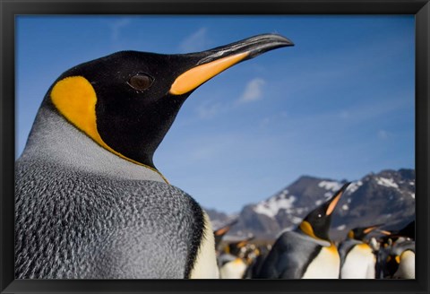 Framed King Penguins Along Shoreline in Massive Rookery, Saint Andrews Bay, South Georgia Island, Sub-Antarctica Print