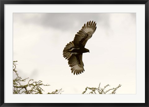 Framed Long Crested Eagle, Meru National Park, Kenya Print