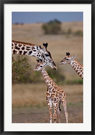 Framed Maasai Giraffe, Masai Mara, Kenya Print